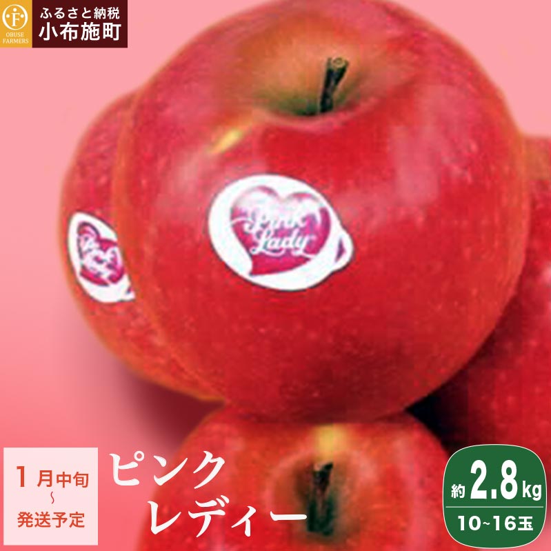 sNfB[ 2.8kg 10`16ʁm Ԃt@[}[Y n ь S t[c ʕ  s\ Y 1~ȉ MBY y2025N1{`z쌧z{10000ʕ