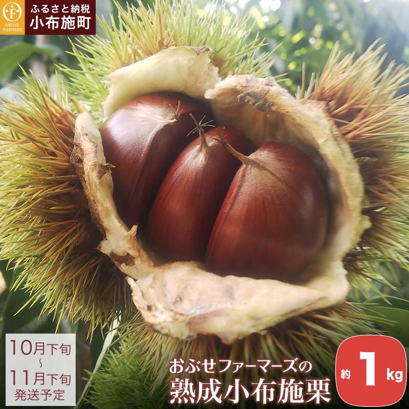 nz{I 1kg mԂt@[}[Yn I  ʕ t[c N[ ① 쌧Y MBY s\ ʌ ߘa7NY y2025N10{`11{z쌧z{17000