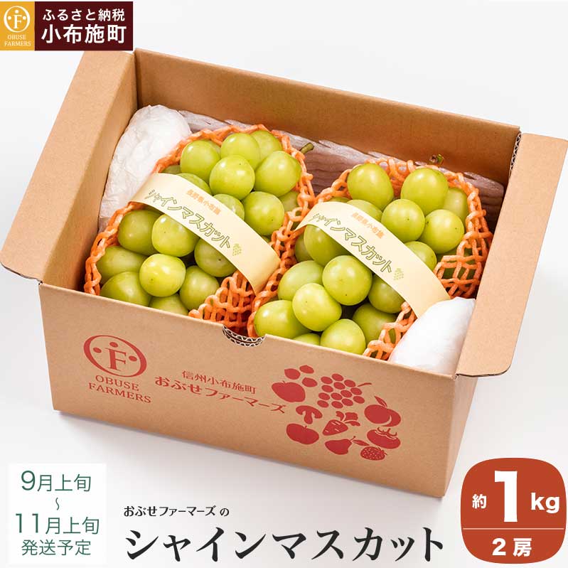 VC}XJbg 1kg  2[ mԂt@[}[Yn s\ ʕ t[c Yn 햳Ԃǂ ȂuhE  ʌ  MB  ߘa7NY y2025N9{`11{z