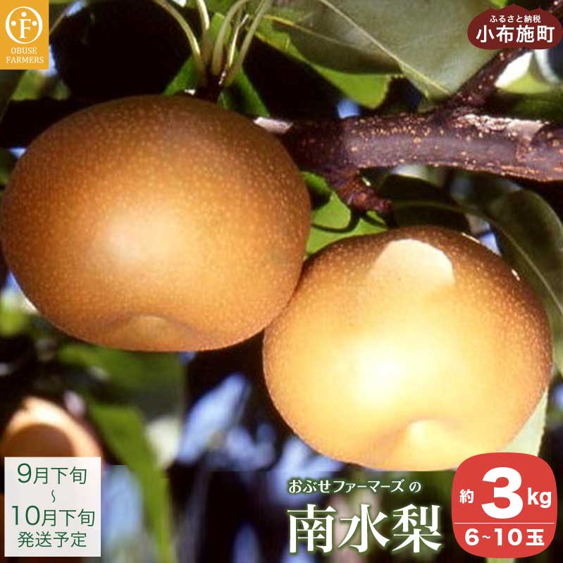 쐅 Gi 3kg 6`10 [Ԃt@[}[Y]  Ȃ t[c ʕ N[ ① 쌧Y MBY s\ ʌ  ߘa7NY y2025N9{`10{z쌧z{12000ʕ
