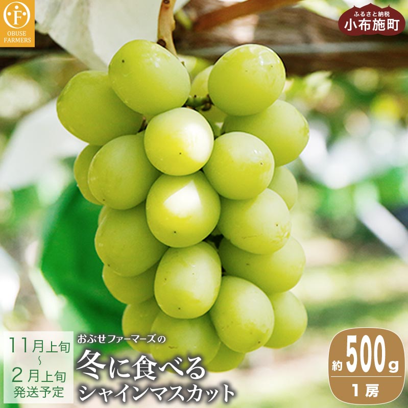 ~ɐHׂVC}XJbg 500g 1[ m Ԃt@[}[Y nԂǂ uhE  t[c ʕ   MB 1~ȉ y2025N11{`2026N2{z쌧z{8000