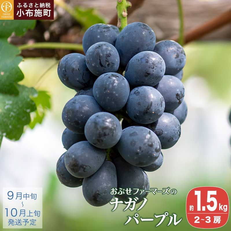 iKmp[v 1.5kg 2`3[ [Ԃt@[}[Y]   ʕ Ԃǂ t[c  쌧Y MBY ① N[ s\ ʌ  ߘa7NYy2025N9{`10{z쌧z{