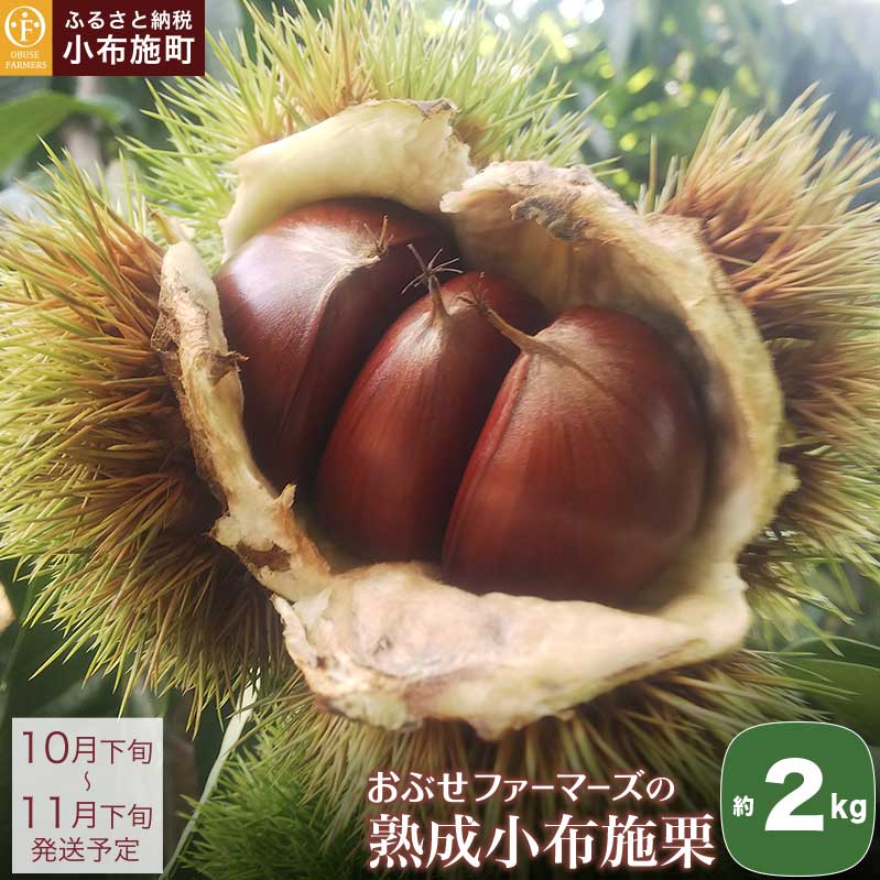 nz{I 2kg mԂt@[}[Yn I  ʕ t[c N[ ① 쌧Y MBY s\ ʌ ߘa7NY y2025N10{`11{z쌧z{34000
