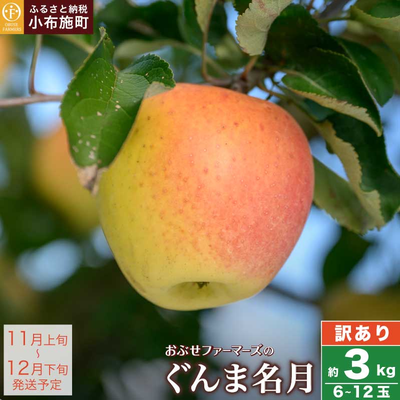 y󂠂z ܖ 3kg 6`12 m Ԃt@[}[Y nʕ ь  S KiO s ʌ t[c 쌧Y MBY 6000~ ߘa7NY y2025N11{`12{