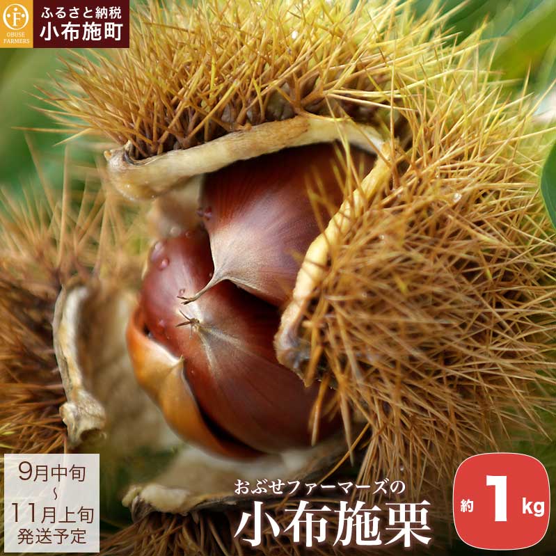 z{I 1kg mԂt@[}[Yn ʌ ʕ I  쌧Y MBY N[ ① 񂹃O ߘa7NYy2025N9{`11{z쌧z{10000ʕE