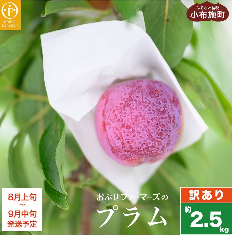 y󂠂zv 2.5kg mԂt@[}[Ynʌ ʕ t[c KiO s ƒp 쌧Y MBY N[ ① 񂹃O y2025N8{`9{z쌧