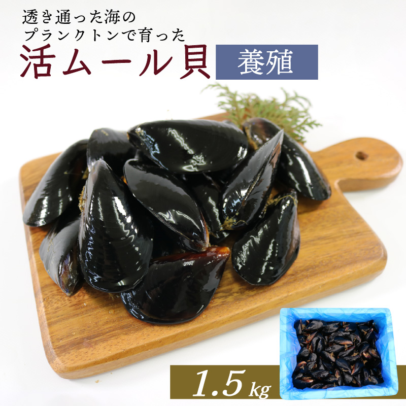 Ԍ [L 1.5kg茧Dns8000ECYL