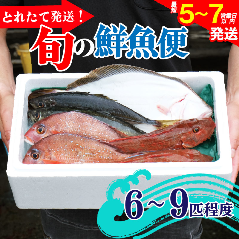 鮮魚 旬 獲れたて セット 6〜9匹 鮮魚便 海鮮 魚貝類 魚介類 鮮魚 旬 獲れたて セット 詰め合わせ さかな おさかな 魚 海の幸 福袋 FISH ごはん 夕飯 おかず 今が旬 刺身 刺し身 おつまみ 晩酌