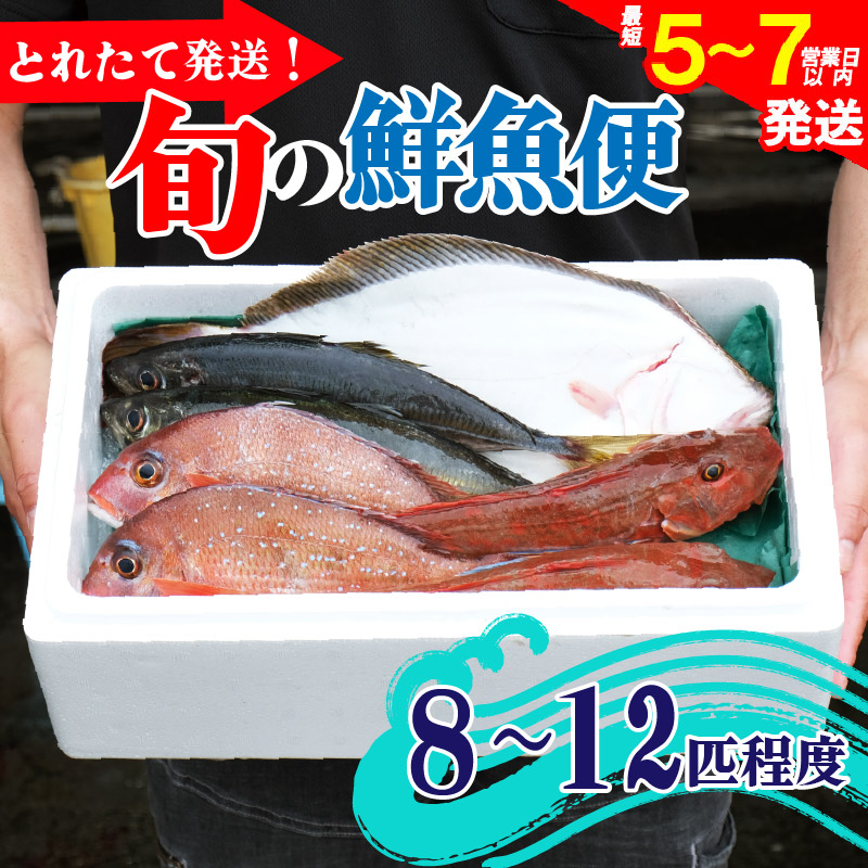 鮮魚 旬 獲れたて セット 8〜12匹 鮮魚便 海鮮 魚貝類 魚介類 鮮魚 旬 獲れたて セット 詰め合わせ さかな おさかな 魚 海の幸 福袋 FISH ごはん 夕飯 おかず 今が旬 刺身 刺し身 おつまみ 晩酌