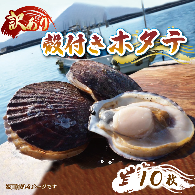 訳あり 殻付き 活ホタテ 10枚 ほたて 帆立 海鮮 魚貝類 魚介類 国産 鍋 お鍋 バーベキュー BBQ 炙り 炙り焼き バター焼き 出汁 夕飯 おかず おつまみ 晩酌 海産物 魚介 三陸 岩手 大船渡岩手県