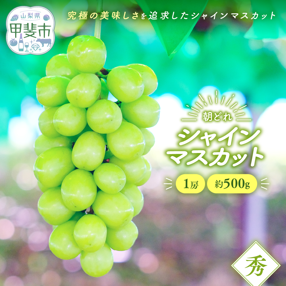 【来年(2026年/令和8年)発送<先行予約>】 シャインマスカット 1房 約500g 先行予約 先行 予約 山梨県産 産地直送 フルーツ 果物 くだもの ぶどう ブドウ 葡萄 シャイン シャインマスカット