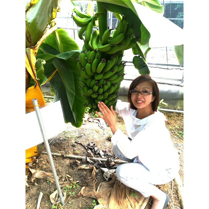 超希少!美浜町産バナナ(モッチリ系の品種)たっぷり2kg入り!愛知県美浜町9000果物・フルーツその他 果物・フルーツ