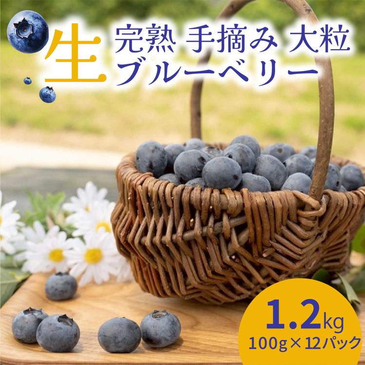 【先行受付予約】知多半島 生ブルーベリー 1.2kg(100g×12パック) 完熟 果物 フルーツ 旬 農園直送 青果物 国産 健康 美容 愛知県 美浜町 ブルーベリーの里みはま 産地直送 ※2026年6月上旬〜8