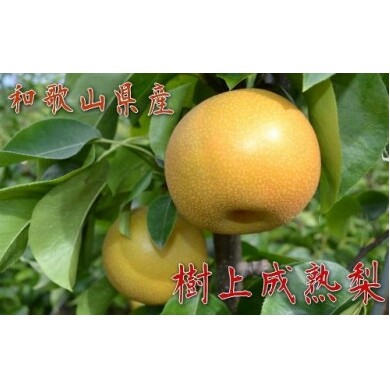 【秋の美味】和歌山の樹上成熟梨 約4kg ※2025年8月上旬〜9月上旬頃に順次発送予定 ※北海道・沖縄への配送不可和歌山県美浜町19000果物・フルーツりんご・梨