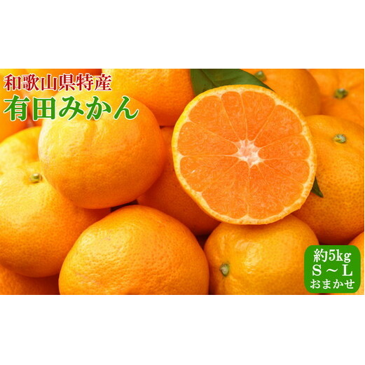 [Gi]IBLc݂5kgiS`LTCY܂j 2024N11{`12{ɏ\a̎Rl13000ʕEt[c݂Ek