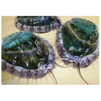 やわコリ食感紀州活アワビ【8個入】和歌山県美浜町17000魚介・海産物貝類