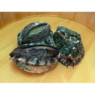 やわコリ食感紀州活アワビ【12個入】| 海産物 海鮮 魚介類 鮑 おかず あわび 高級食材 養殖 国産 産地直送 鮮貝 美浜町和歌山県美浜町20000魚介・海産物貝類