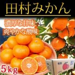 高級ブランド田村みかん 5kg◇ | 蜜柑 柑橘 果物 フルーツ 糖度 甘い 濃厚 コク ジューシー 先行予約 国産 産地直送 人気 美浜町 ※2025年11月下旬〜2026年1月下旬頃に順次発送予定和歌山県美