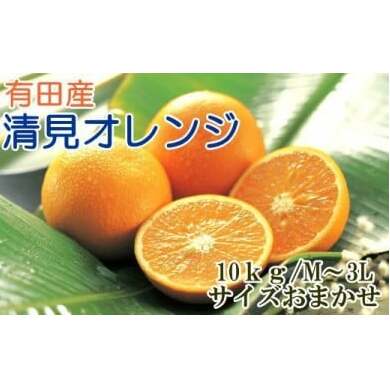 【厳選】有田産清見オレンジ約10kg(サイズおまかせ・秀品)※2024年2月上旬〜3月下旬頃に順次発送予定和歌山県美浜町18000果物・フルーツみかん・柑橘類