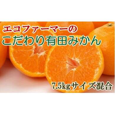 エコファーマーのこだわり有田みかん7.5kg(サイズ混合)◇ ※2025年11月中旬〜2026年1月中旬頃に順次発送予定和歌山県美浜町14000果物・フルーツみかん・柑橘類