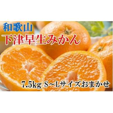 【産直】下津早生みかん7.5kg(S〜Lサイズおまかせ) ※2020年11月上旬頃〜2021年1月中旬頃に順次発送予定和歌山県美浜町12000果物・フルーツみかん・柑橘類