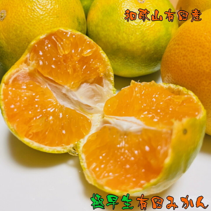 【先行予約】濃厚極早生有田みかん 約15kg ※2024年10月上旬〜10月下旬頃に順次発送予定 ※北海道・沖縄・離島への配送不可和歌山県美浜町17000果物・フルーツみかん・柑橘類