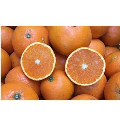 和歌山県産 有田の清見 約10kg 家庭用 ※2026年3月上旬〜4月下旬頃に順次発送予定 ※北海道・沖縄・離島への配送不可和歌山県美浜町15000果物・フルーツみかん・柑橘類