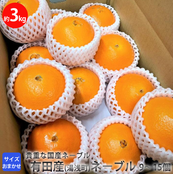 有田産(湯浅町)ネーブル 9〜15個(約3キロ) サイズおまかせ ※2022年2月中旬頃〜2022年3月下旬頃より順次発送予定和歌山県美浜町15000果物・フルーツみかん・柑橘類