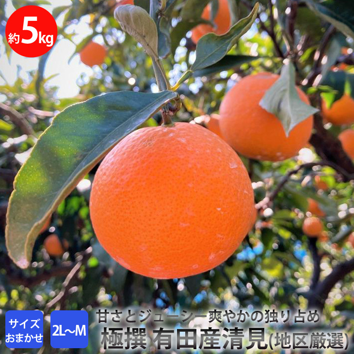 極撰 有田産清見(地区厳選)特撰 5キロ サイズおまかせ(2L〜М) ※2022年3月上旬頃〜2022年4月下旬頃より順次発送予定和歌山県美浜町15000果物・フルーツみかん・柑橘類
