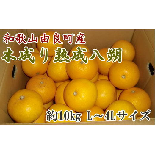 【産直】和歌山由良町産の木成り熟成八朔約10kg(L〜4Lサイズをお届け) ※2026年3月中旬〜2026年4月中旬頃より順次配送予定和歌山県美浜町18000果物・フルーツみかん・柑橘類