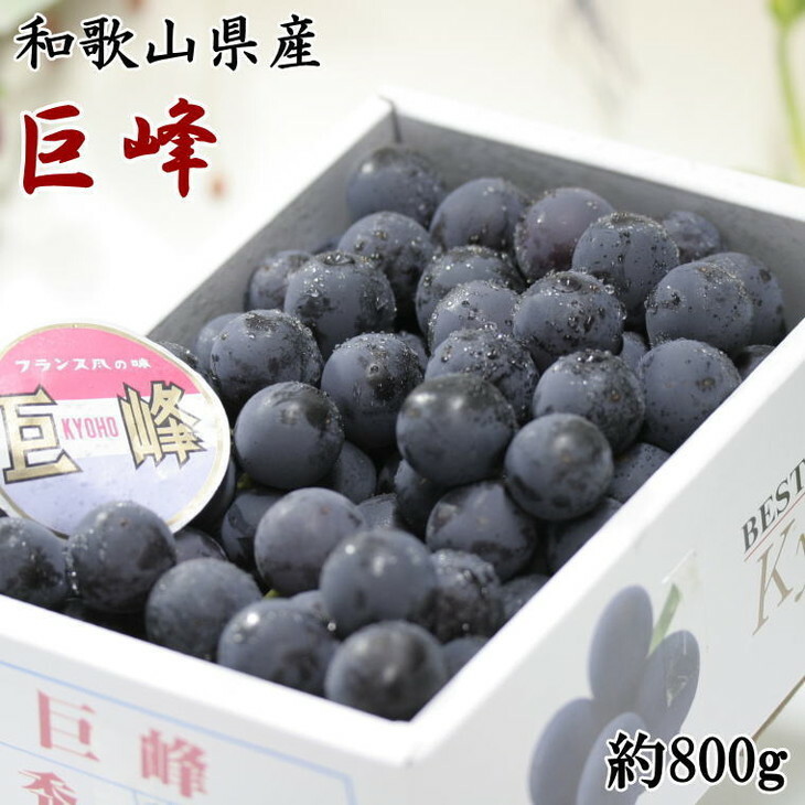 【新鮮・産直】和歌山県産紀の川のカット巨峰約800g|ぶどう 葡萄 きょほう 果物 フルーツ ※北海道・沖縄・離島への配送不可 ※2024年8月上旬〜8月下旬頃に順次発送予定和歌山県美浜町11000