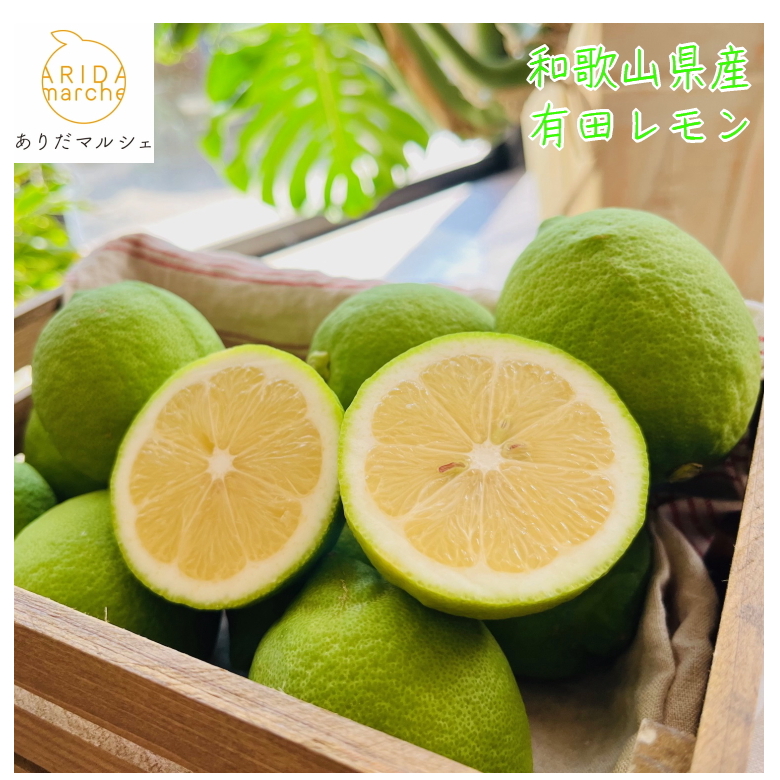 【先行予約】【国産】農家直送! 有田レモン 2kg◇ ※北海道・沖縄・離島への配送不可 ※2025年9月下旬〜2026年3月下旬頃に順次発送予定和歌山県美浜町7000果物・フルーツみかん・柑橘類