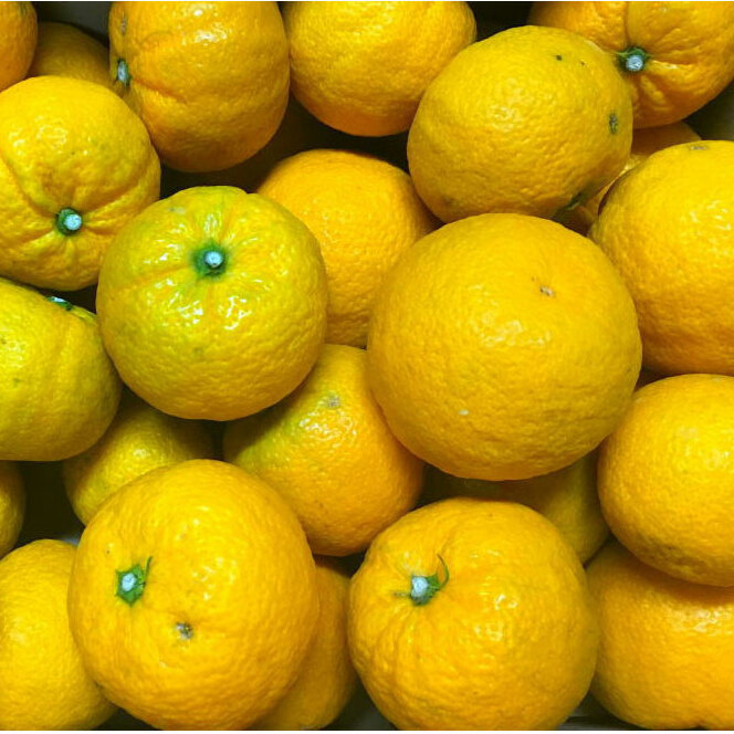 【先行予約】【国産】紀州和歌山 じゃばら果実(ご家庭用) 約1kg ※沖縄・離島への配送不可 ※2025年1月上旬〜2月下旬頃に順次発送予定和歌山県美浜町6000果物・フルーツみかん・柑橘類