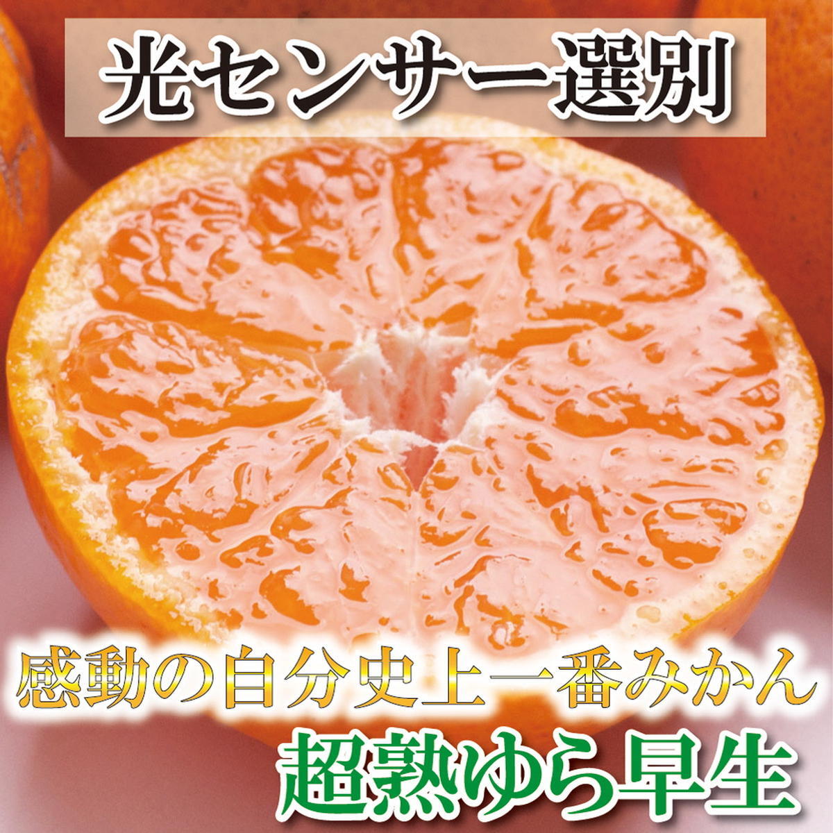 <2024年11月より発送>厳選 超熟有田みかん5kg+150g(傷み補償分)【自分史上一番みかん】【光センサー選果】 ※北海道・沖縄・離島への配送不可 ※2024年11月上旬〜12月下旬頃に順次発送