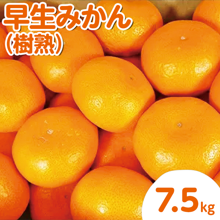 早生みかん樹熟7.5kg ※着日指定不可 ※2022年12月上旬〜下旬頃に順次発送予定和歌山県美浜町12000果物・フルーツみかん・柑橘類