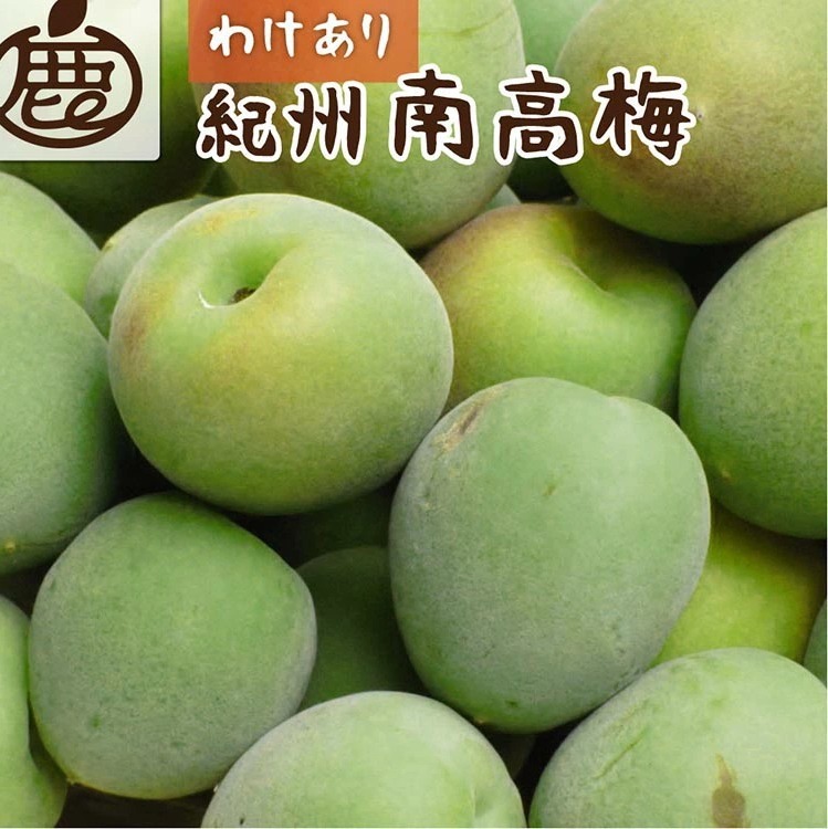 <6月発送> 家庭用 紀州南高梅(青梅)5kg+250g(傷み補償分)【朝摘み・とれたて直送便】【梅干し・梅酒・梅ジュース】【和歌山産】【わけあり・訳あり】和歌山県美浜町16000果物・フルーツ