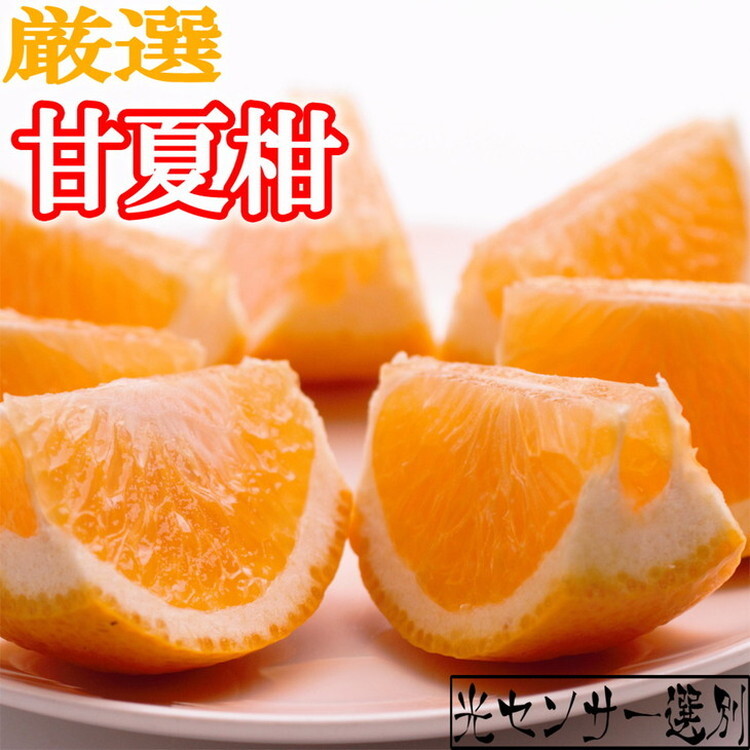 <4月より発送>厳選 甘夏柑10kg+250g(傷み補償分)◇【初夏のみかん・旬の果物】【有田産】【光センサー食べ頃出荷】 ※北海道・沖縄・離島への配送不可 ※2026年4月上旬〜5月下旬頃に順