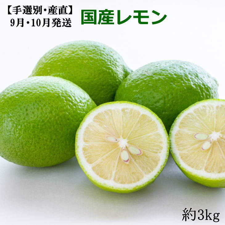 【手選別・産直】紀の川産の安心 国産 レモン 3kg (9月・10月発送)※着日指定不可※2024年9月中旬〜10月下旬頃に順次発送予定和歌山県美浜町12000果物・フルーツみかん・柑橘類