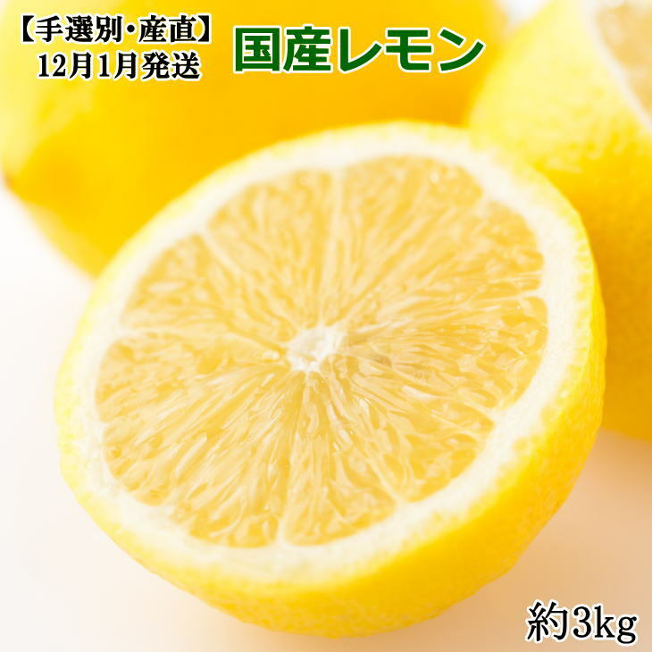 *12月・1月発送*【手選別・産直】紀の川産の安心国産レモン約3kg ※着日指定不可 ※2023年12月上旬〜2024年1月下旬頃に順次発送予定和歌山県美浜町12000果物・フルーツみかん・柑橘類