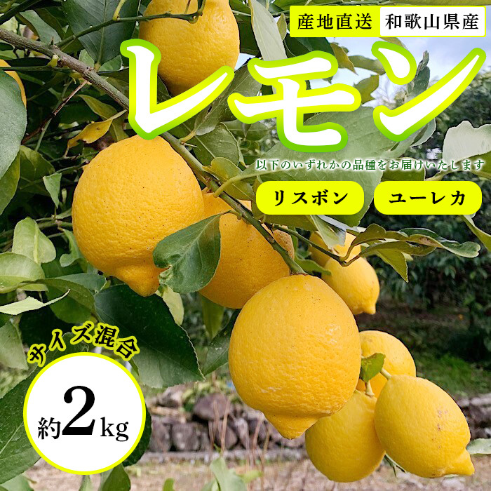 【産地直送】和歌山県産 レモン 2kg サイズ混合 ※着日指定不可 ※北海道・沖縄・離島への配送不可 ※2024年1月上旬〜2月下旬頃に順次発送予定和歌山県美浜町10000果物・フルーツみかん