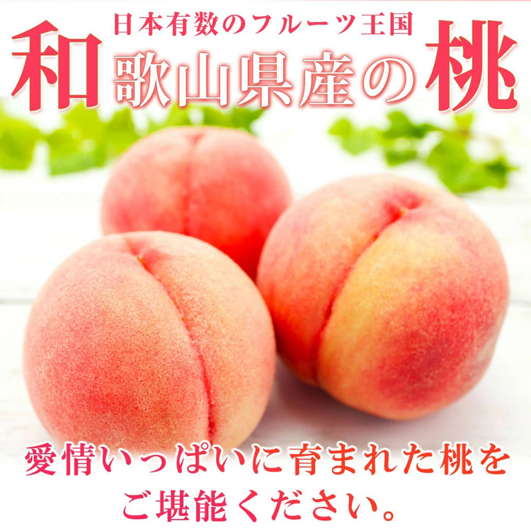 紀州和歌山産の桃 15玉 化粧箱入◇ ※2026年6月下旬〜8月上旬頃に順次発送予定和歌山県美浜町26000果物・フルーツもも・すもも