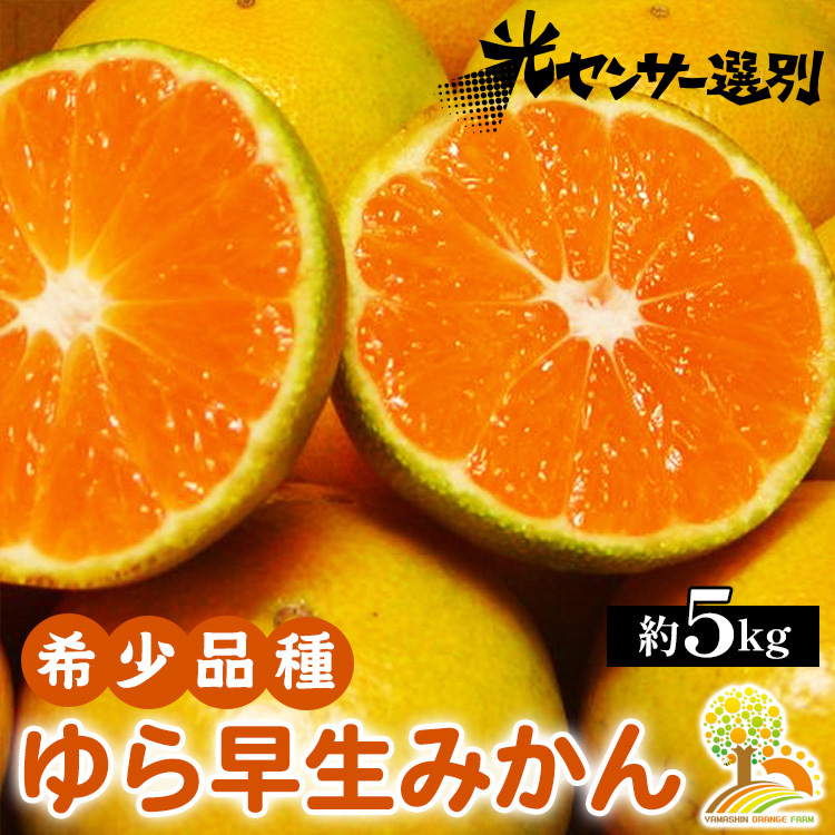 ゆら早生 みかん 濃厚な味わい 約5kg 希少品種《有機質肥料100%》極早生 | 由良 ゆら 早生 わせ 柑橘 果物 くだもの フルーツ 和歌山 有田 ※2025年10月上旬〜11月中旬頃に順次発送予定 ※北