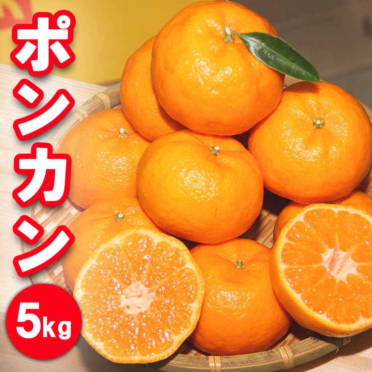 濃厚な甘さ!ポンカン5kg 農園直送 ※2025年1月下旬頃〜2月中旬頃に順次発送予定 ※着日指定不可和歌山県美浜町13000果物・フルーツみかん・柑橘類