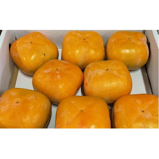 大玉サイズの平たねなし柿「クイーンパーシモン」約4kg(10玉〜12玉おまかせ)◇ ※2025年10月中旬〜11月上旬頃に順次発送予定和歌山県美浜町16000果物・フルーツその他 果物・フルーツ