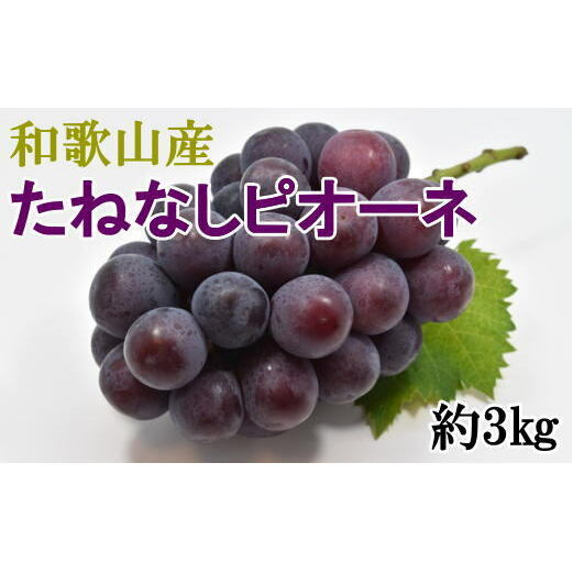 【新鮮・産直】和歌山県産たねなしピオーネ約3kg(目安:4房〜7房)和歌山県美浜町25000果物・フルーツマスカット・ぶどう