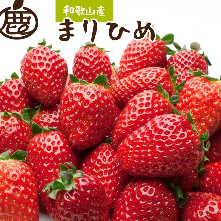 <4月より発送>朝摘み完熟まりひめ約1.2kg(300g前後×4トレイ)【和歌山ブランド苺まりひめ】【こだわりの土耕栽培のいちごを農家直送】※北海道・沖縄・離島への配送不可 ※2024年4月上