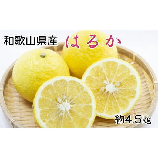 【さわやか柑橘】和歌山県産はるかみかん約4.5kg(サイズ混合 秀品)※2026年2月下旬〜3月下旬頃に順次発送予定和歌山県美浜町11000果物・フルーツみかん・柑橘類