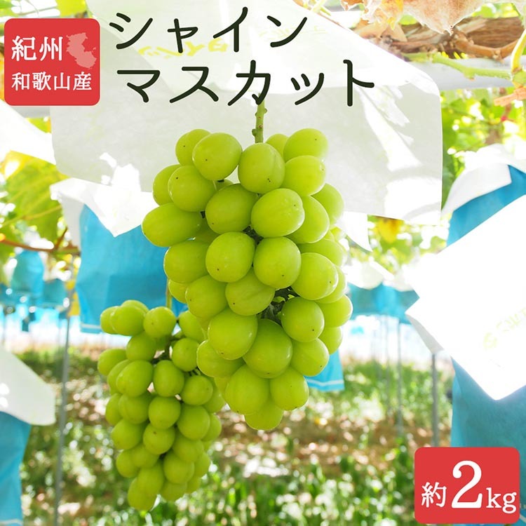 紀州和歌山産シャインマスカット 約2kg ※離島への配送不可 ※2026年8月中旬頃〜2026年9月上旬頃に順次発送予定和歌山県美浜町26000果物・フルーツマスカット・ぶどう