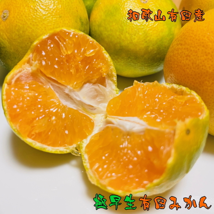 【先行予約】〈厳選〉濃厚極早生有田みかん 約5kg ※2024年10月中旬〜10月下旬頃に順次発送予定 ※北海道・沖縄・離島への配送不可和歌山県美浜町13000果物・フルーツみかん・柑橘類