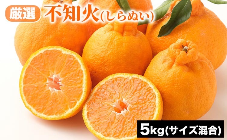 厳選 不知火 (しらぬい) サイズ混合 5kg | みかん 柑橘 和歌山 みかん 不知火 しらぬい 厳選 フルーツ 果物 5kg ※2026年1月下旬〜3月下旬頃に順次発送予定和歌山県美浜町11000果物・フルーツみか